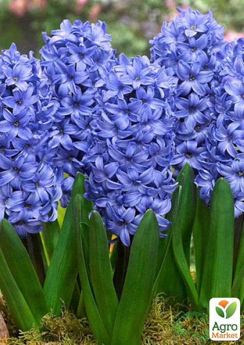 

Гиацинт Delft Blue