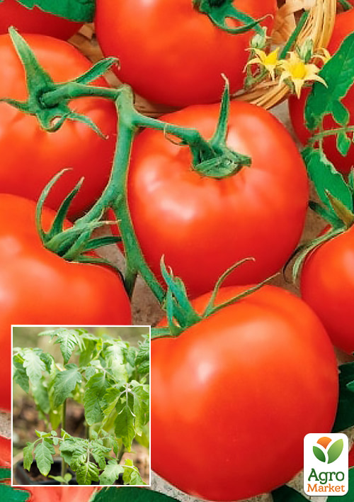 

Рассада Томат «Анита» (фермерское взращивание), 1шт в упаковке