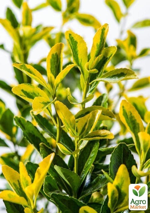 

Бересклет Японський Siebe висота 25-35см