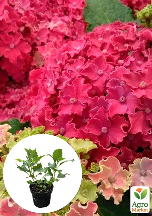 

Гортензия крупнолистная 2-х летняя Curly Sparkle Hot Pink высота саженца 25-45см