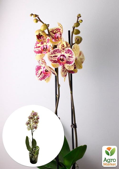 

Орхидея (Phalaenopsis) Leo Gold