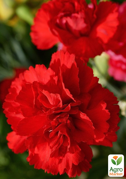 

Гвоздика Махрова Colores Amor (контейнер №10, висота 10 см)