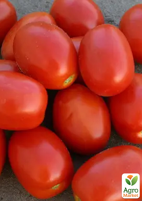 

Томат Адванс F1 ТМ Nunhems 1000шт