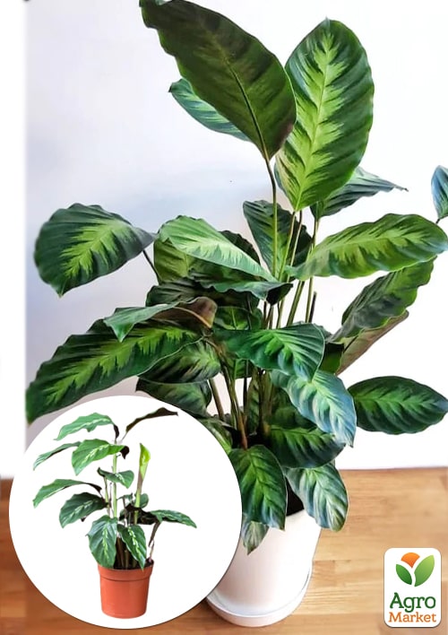 

Калатея LOUISAE