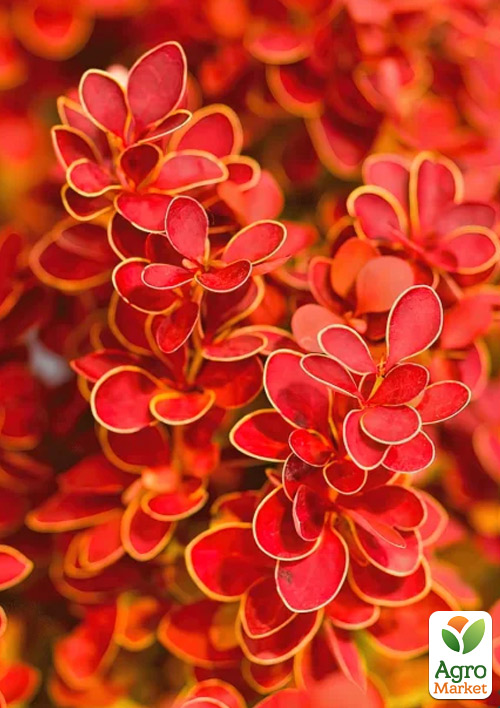 

Барбарис Тунберга Orange Ice (контейнер P9)