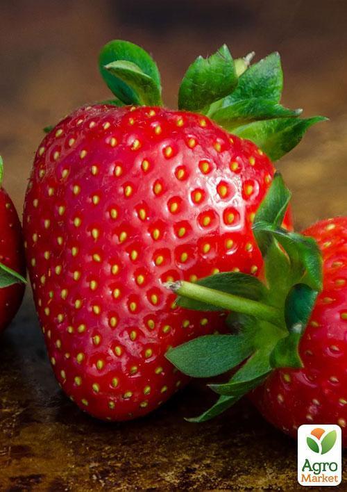 

Полуниця Пегас (Pegasus) 5шт (пізній термін дозрівання, морозостійкий сорт)