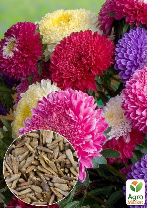 

На вагу Айстра півоновидна суміш ТМ Весна ціна за 1,5г