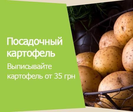 Акция! Посадочный картофель Акция! Посадочный картофель