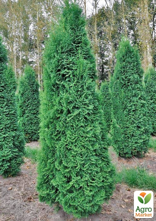 Туя західна "Pyramidalis Compacta" горщик P9 1 саджанець в упаковці