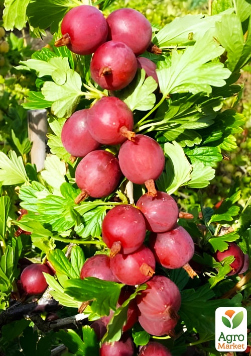 

Аґрус Каптіватор вкорінений у контейнері (середньопізній термін дозрівання)