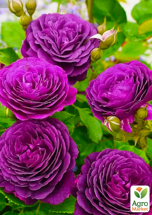 

Роза флорибунда Ebb Tide (саженец класса АА+) высший сорт