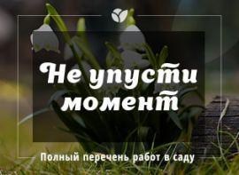 Важливі роботи в саду: обрізка, підживлення, побілка - корисні статті про садівництво від Agro-Market