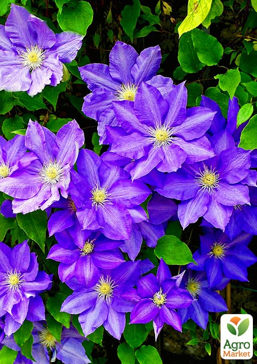 

Клематис President (повторноцветущий сорт!)