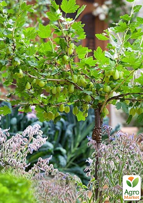 

Штамбовый крыжовник Мукуринес (Mukurines) (поздний срок созревания)