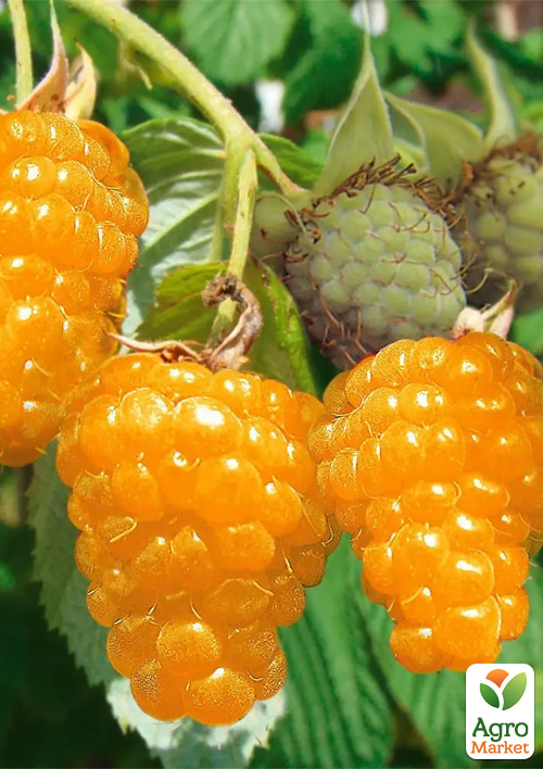 

Малина Зюгана Желтая (ремонтантная, один из самых лучших и сладких сортов) 1-летний саженец