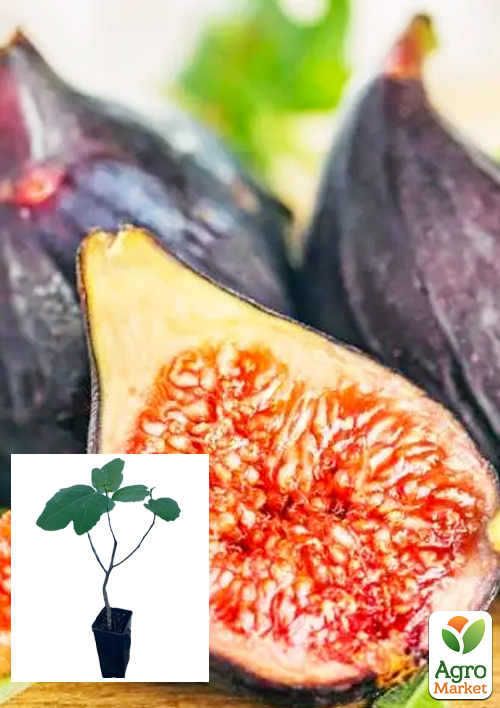 

Инжир Королевский саженец 2 года (ремонтантный, крупноплодный сорт, средний срок созревания)