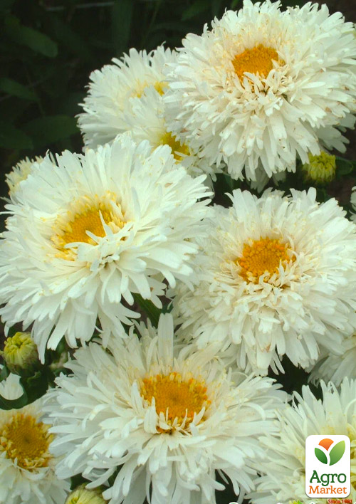 

Ромашка махровая Crazy Daisy (букетная, крупноцветковая)