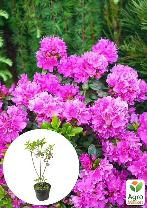 

Азалия 2-х летняя японская Geisha Purple вазон С1, высота 15-30см