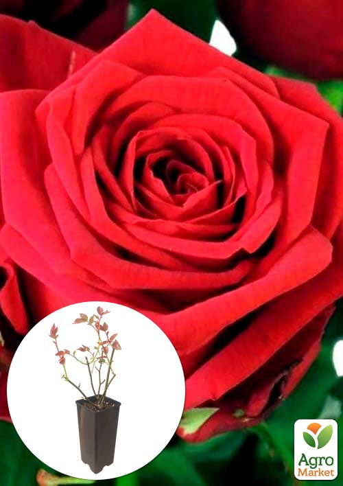 

Роза чайно-гибридная Рэд Наоми в контейнере, высший сорт