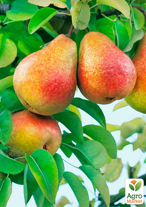 

Груша Вдала (осінній сорт, середній термін дозрівання)