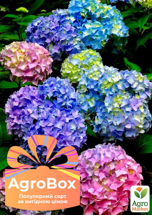 

Эксклюзив! AGROBOX с саженцем гортензии изумительной красоты
