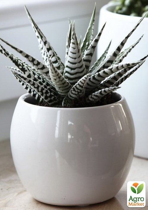 

LMTD Хавортия Alba (Haworthia Fasciata) высота растения 5-10см