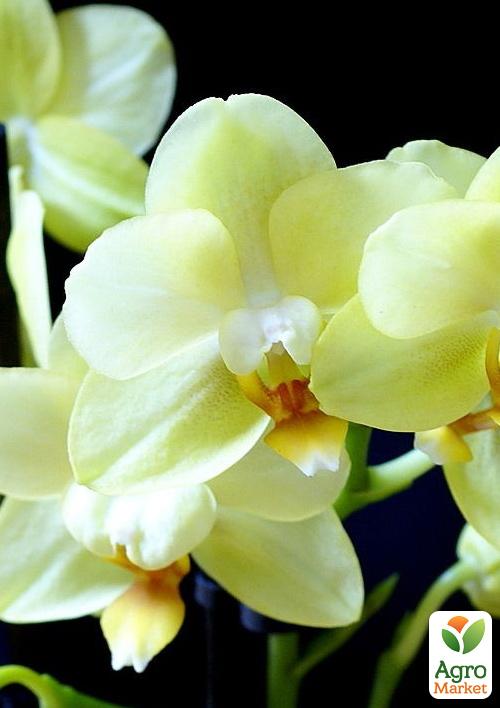 Орхидея Super Mini (Phalaenopsis) "Lemon" 1 саженец в упаковке (комнатный) Нидерланды