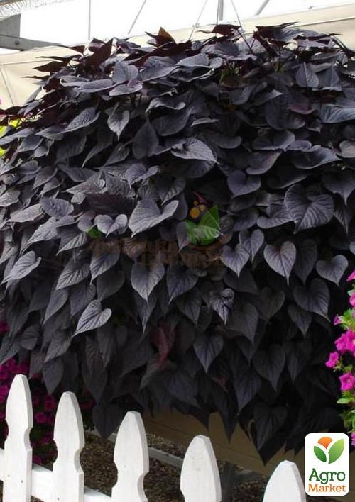 

Ипомея ампельная Батат Black Tone