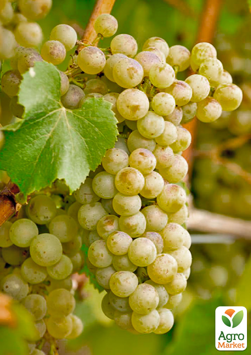 

Саженец технического винограда Вино 1