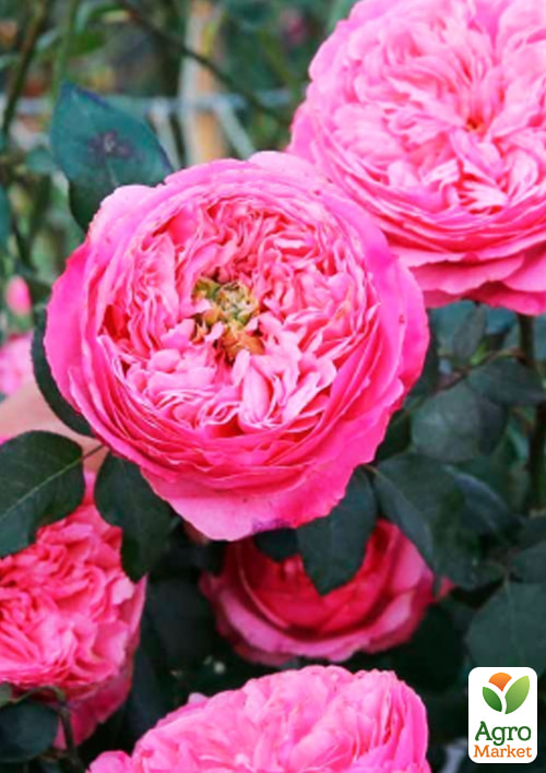 

Троянда англійська Carey (саджанець класу АА+) вищий сорт