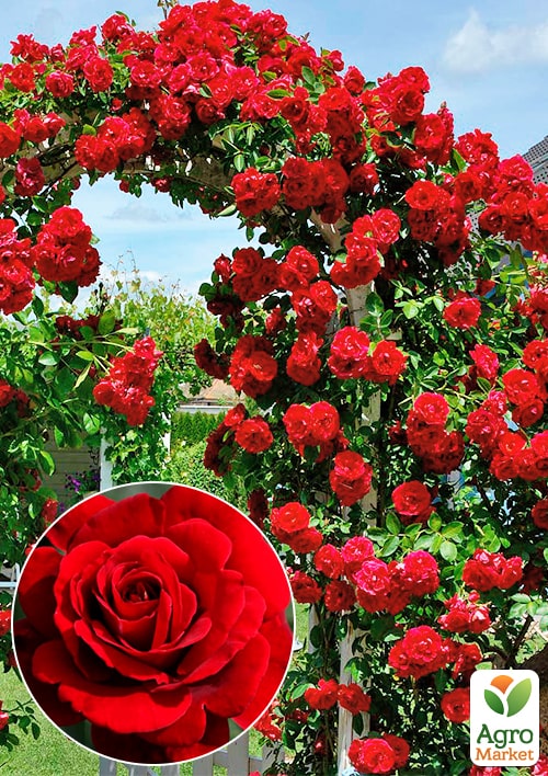 

Троянда плетиста That's Jazz (саджанець класу АА+) вищий сорт