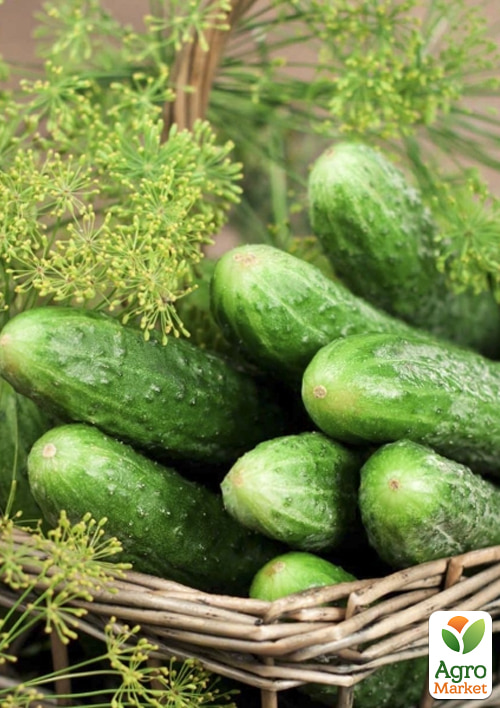 

На вагу Огірок Малосольний F1 ТМ Весна ціна за 3г