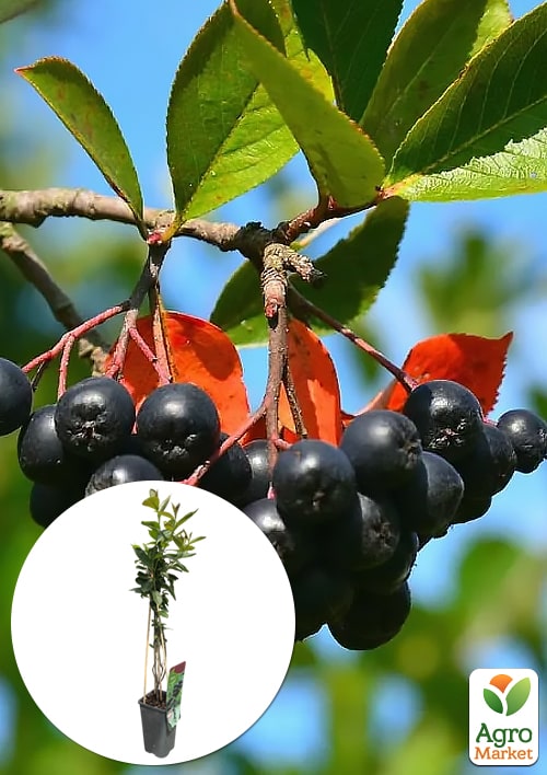 

LMTD Арония черноплодная Melanocarpa (сортовая, укорененная) высота 40-60см