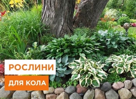 Кращі рослини для пристовбурних  кіл - корисні статті про садівництво від Agro-Market