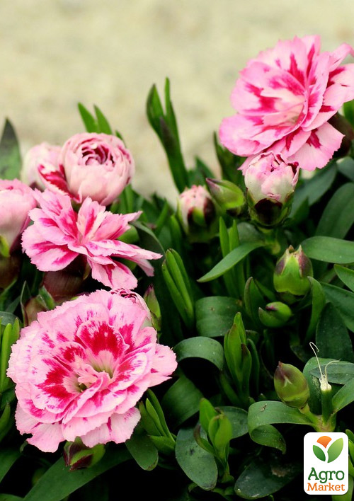 

Гвоздика Махрова Super Trouper Romy (контейнер № 10, висота 10 см)