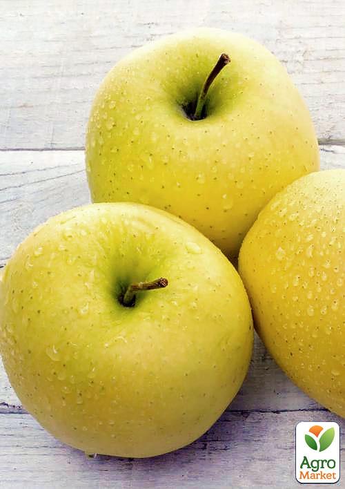 

Яблуня Голден Делішес (зимовий сорт)