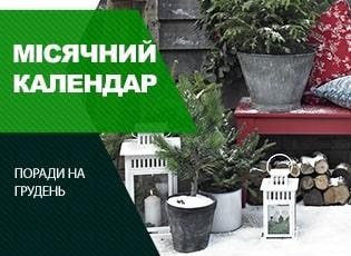 Посівний календар на грудень 2020