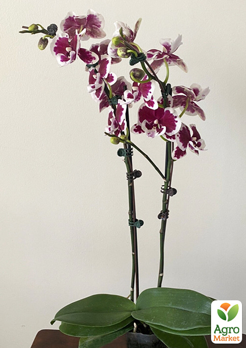 Орхидея (Phalaenopsis) "Fantastic Pearl" высота 50-70см 1 саженец в упаковке (комнатный) Нидерланды