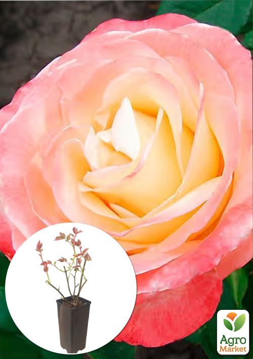 

Троянда чайно-гібридна «Belle Perle» у контейнері, вищий сорт