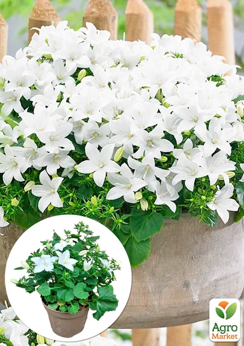 

Кампанула цветущая Isophylla Atlanta White (Нидерланды)