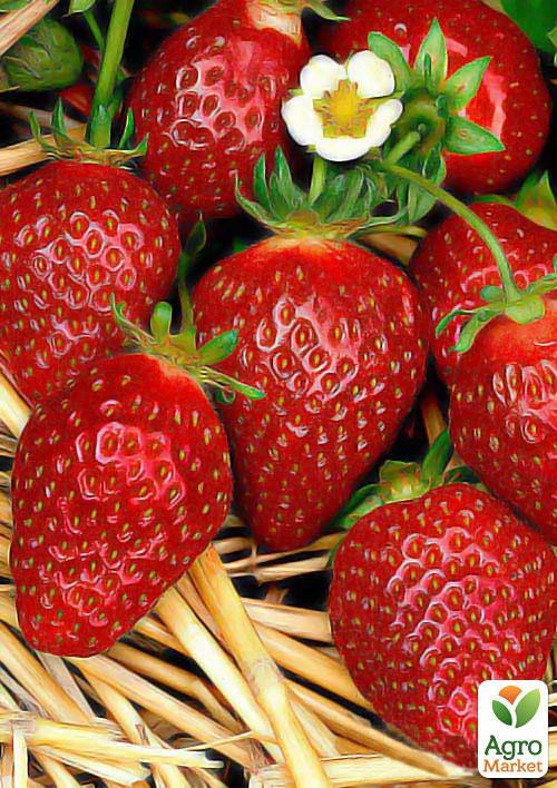 

Клубника Клери (Clery) (ранний срок созревания, очень крупные красивые ягоды)