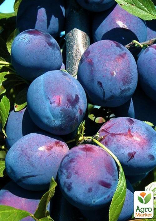 

Эксклюзив! Слива темно-синяя Галактика (Galaxy) (канадская селекция, премиальный супер сочный сорт)