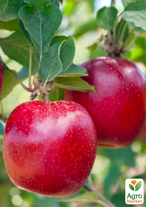 

Яблоня Дискавери (летний сорт, ранний срок созревания)