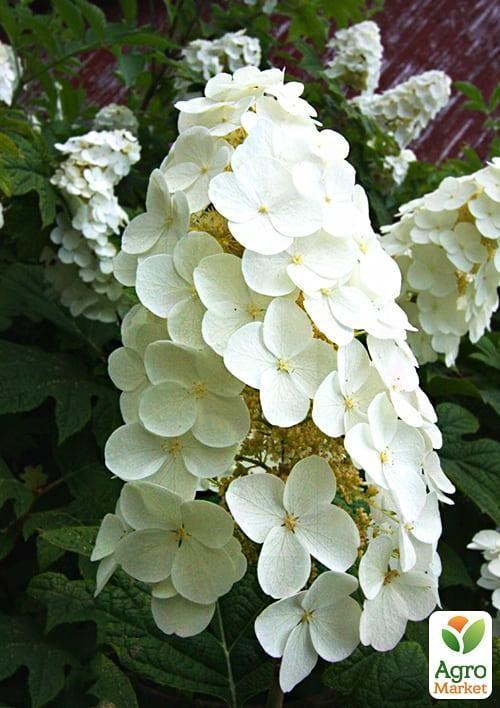 Гортензия дуболистная "Quercifolia" - Гортензии - купить в Одессе ...
