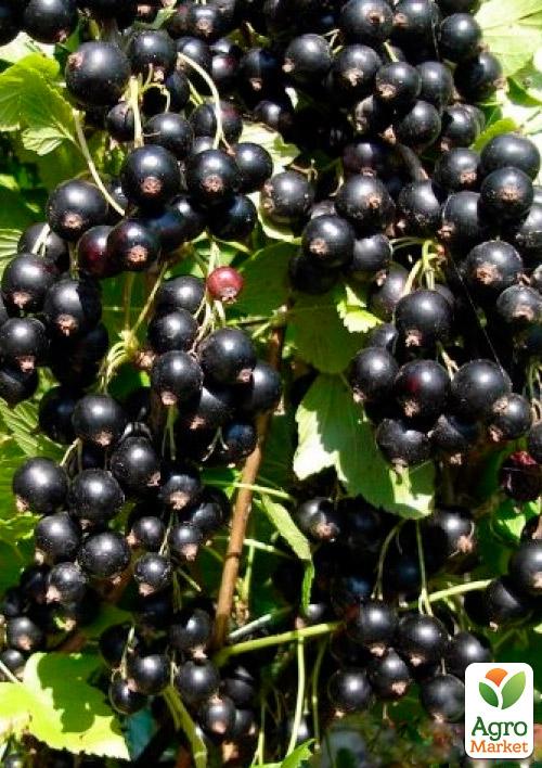 

Эксклюзив! Смородина на штамбе черноплодная Космический сон (Cosmic sleep) (премиальный крупноплодный сорт, средний срок созревания)