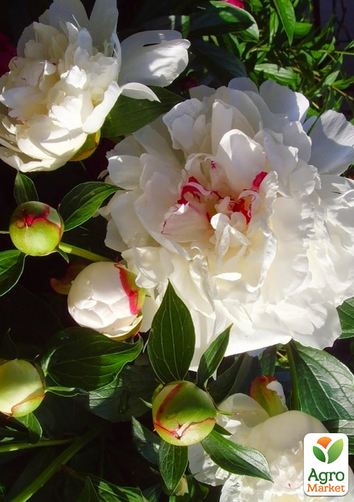 

Півонія трав'яниста Avalanche 1шт в упаковці