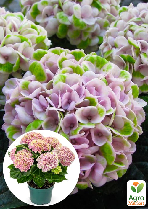 

LMTD Гортензия крупнолистная цветущая 2-х летняя Magical Revolution Pink (20-30см)