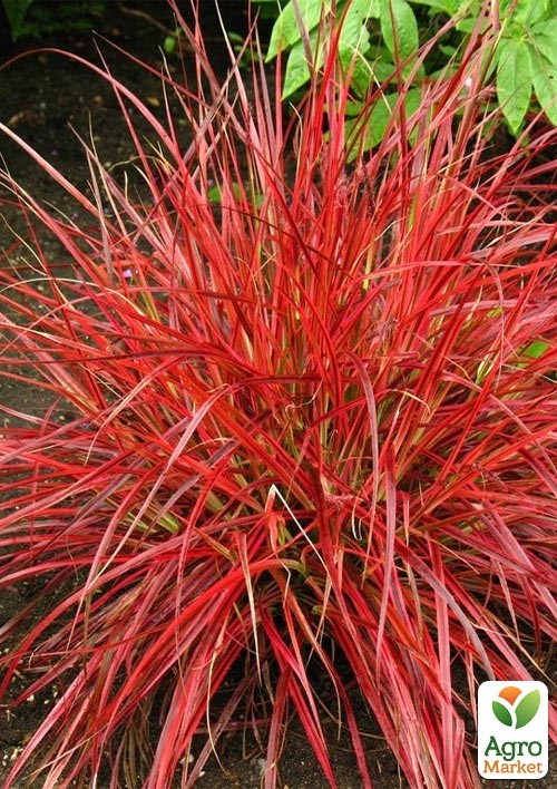 

Унциния Рубра Эверфлейм (Uncinia Rubra Everflame)