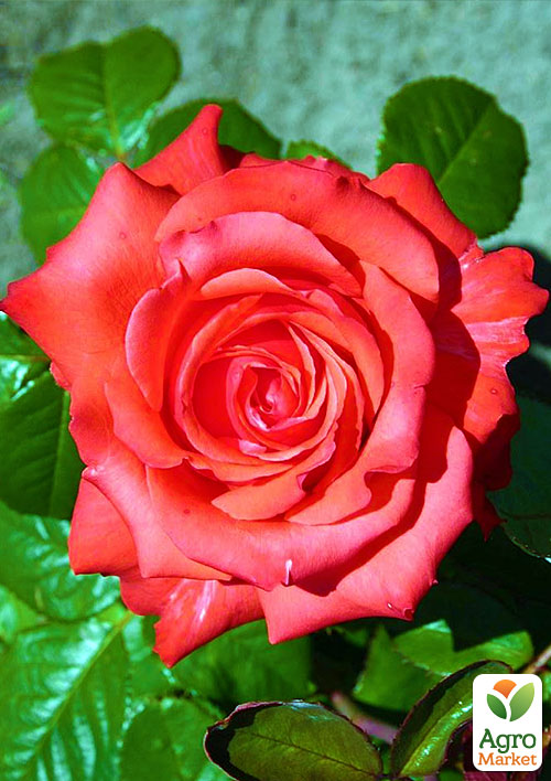 

Роза чайно-гибридная Holstein Perle (саженец класса АА+) высший сорт NEW