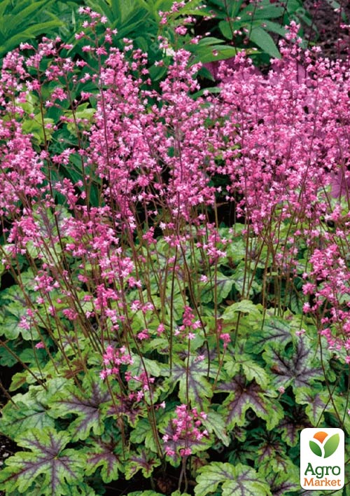 

Гейхерелла (Heucherella) Tapestry С1 (высота 15-30см)